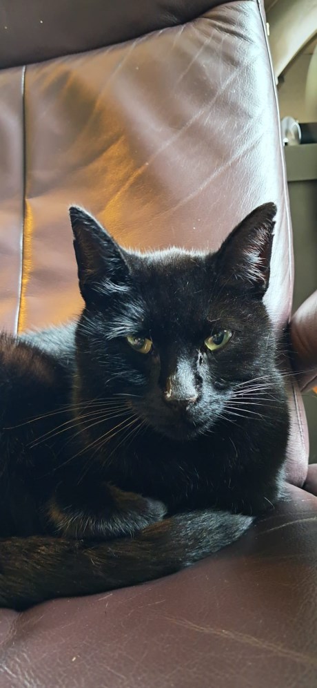 Kat Europese korthaar of huiskat