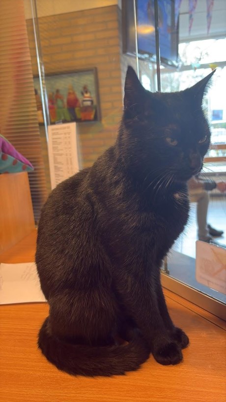 Kat Europese korthaar of huiskat