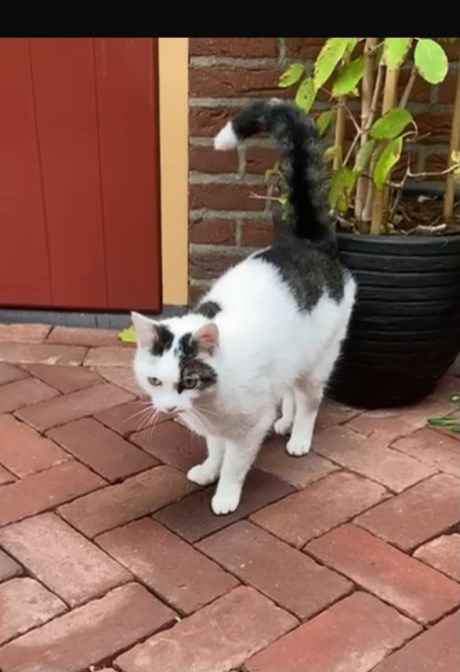 Kat Europese korthaar of huiskat