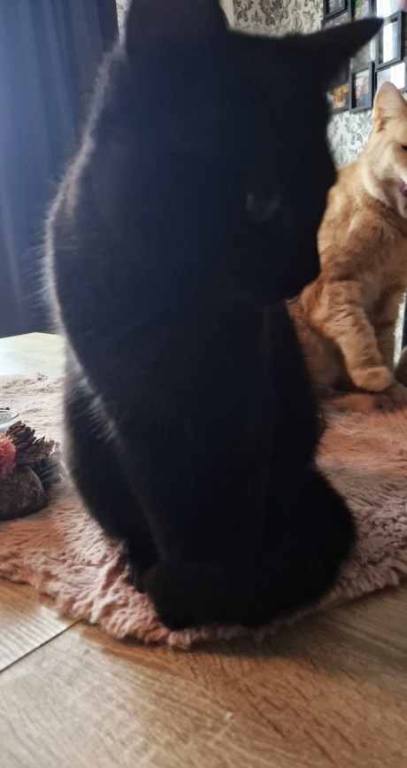 Kat Europese korthaar of huiskat