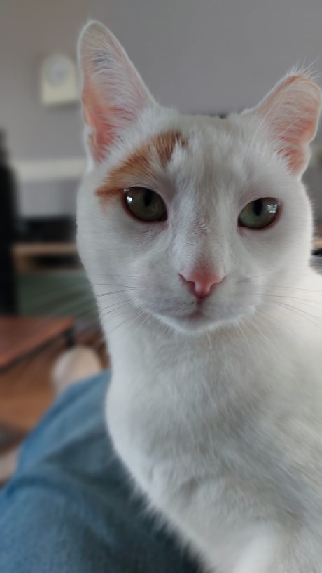 Kat Europese korthaar of huiskat