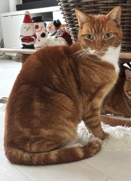 Kat Europese korthaar of huiskat