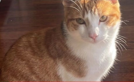 Kat Europese korthaar of huiskat