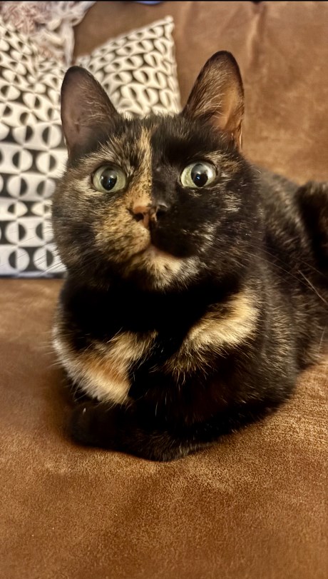 Kat Europese korthaar of huiskat