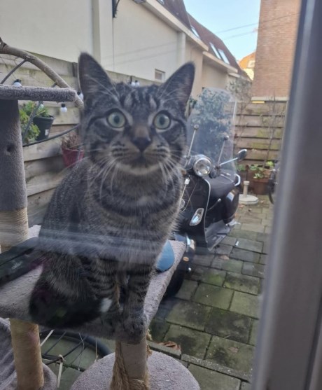 Kat Europese korthaar of huiskat