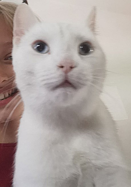 Kat Europese korthaar of huiskat