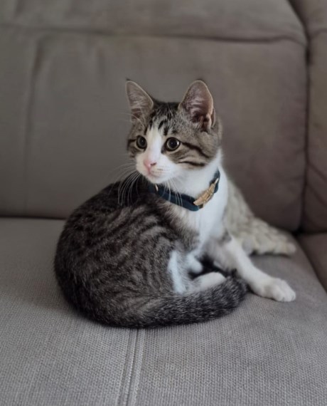 Kat Europese korthaar of huiskat