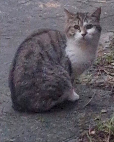 Kat Europese korthaar of huiskat