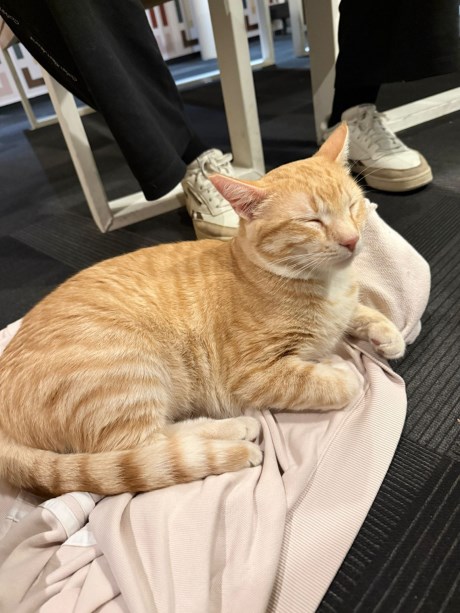 Kat Europese korthaar of huiskat