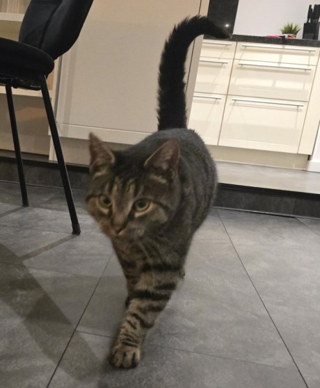 Kat Europese korthaar of huiskat