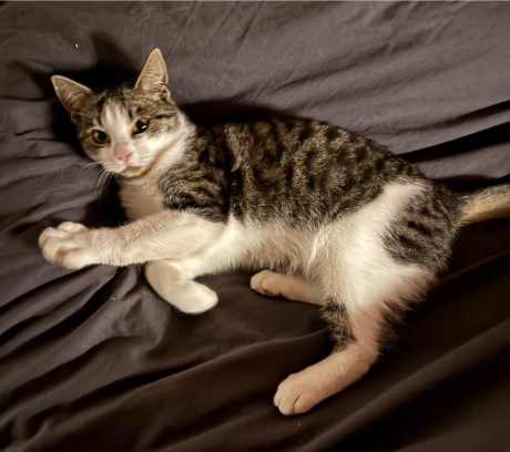 Kat Europese korthaar of huiskat