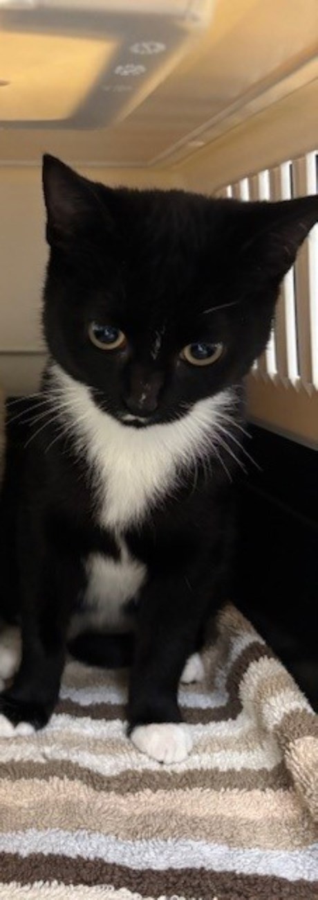 Kat Europese korthaar of huiskat