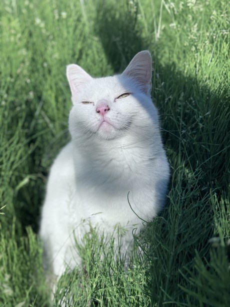 Kat Europese korthaar of huiskat