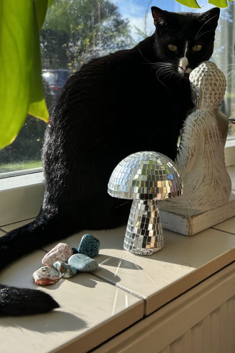 Kat Europese korthaar of huiskat