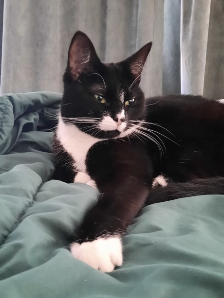 Kat Europese korthaar of huiskat