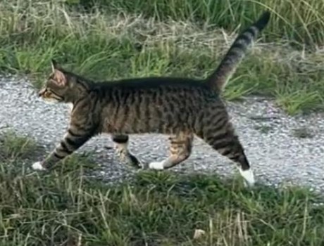 Kat Europese korthaar of huiskat