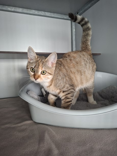 Kat Europese korthaar of huiskat