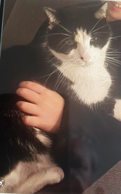 Kat Europese korthaar of huiskat