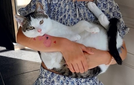 Kat Europese korthaar of huiskat