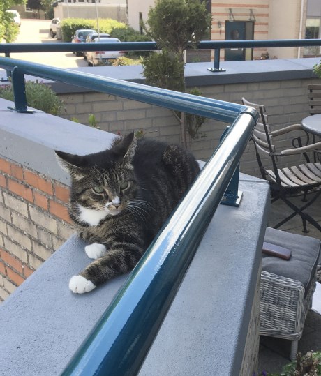 Kat Europese korthaar of huiskat