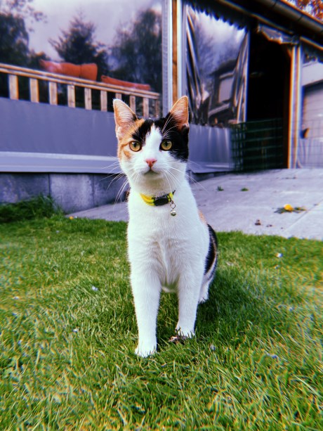 Kat Europese korthaar of huiskat