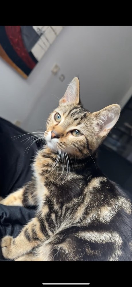 Kat Europese korthaar of huiskat