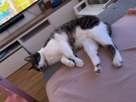 Kat Europese korthaar of huiskat