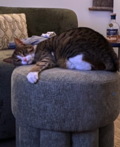 Kat Europese korthaar of huiskat