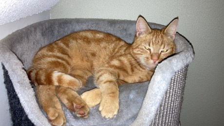 Kat Europese korthaar of huiskat