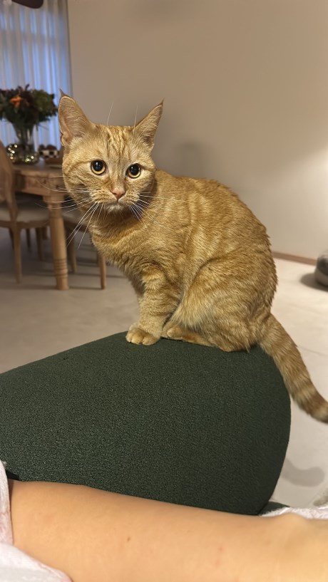 Kat Europese korthaar of huiskat