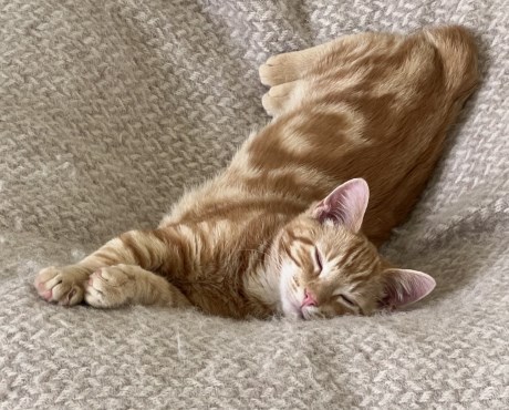 Kat Europese korthaar of huiskat