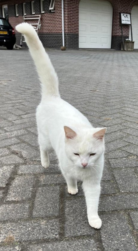 Kat Europese korthaar of huiskat