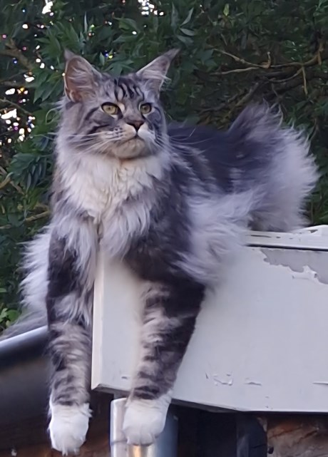 Kat Maine Coon