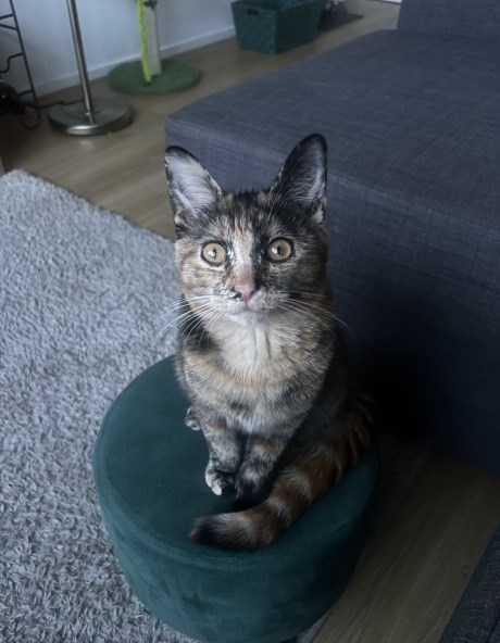 Kat Europese korthaar of huiskat