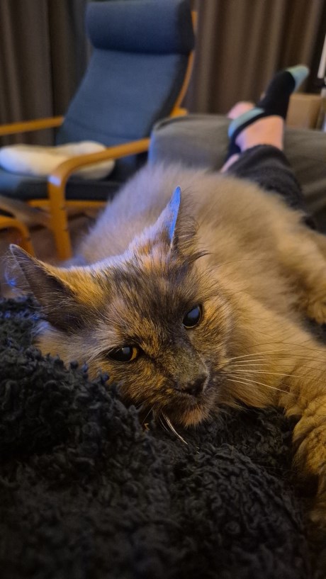 Kat Europese korthaar of huiskat