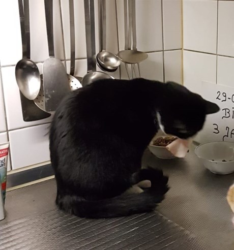 Kat Europese korthaar of huiskat