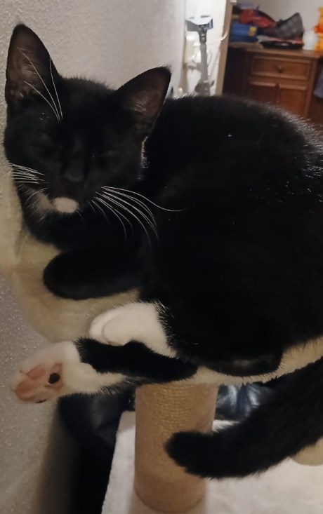 Kat Europese korthaar of huiskat