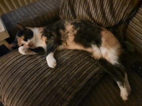 Kat Europese korthaar of huiskat