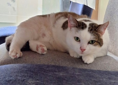 Kat Europese korthaar of huiskat