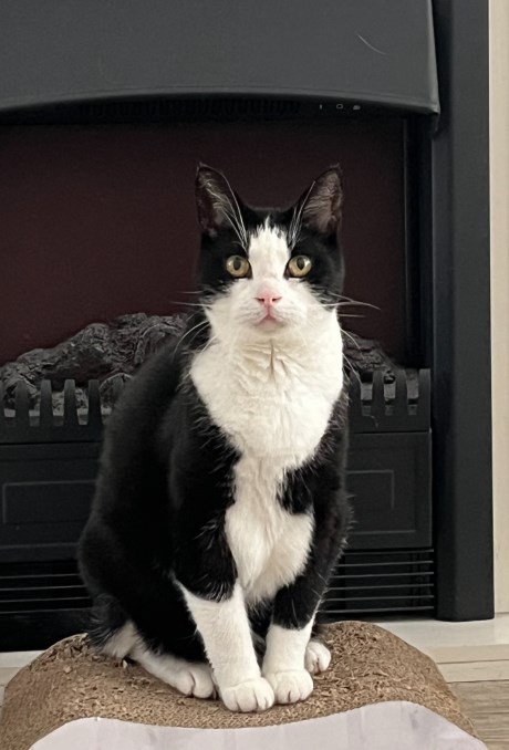 Kat Europese korthaar of huiskat