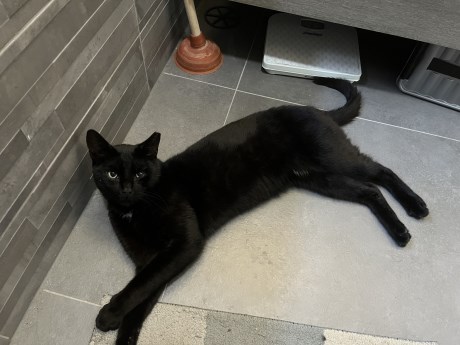 Kat Europese korthaar of huiskat