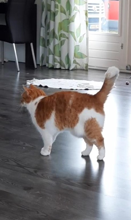 Kat Europese korthaar of huiskat