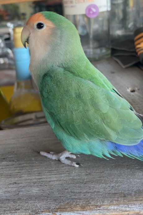 Vogel (Dwerg-)papegaai