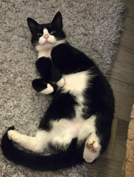 Kat Europese korthaar of huiskat