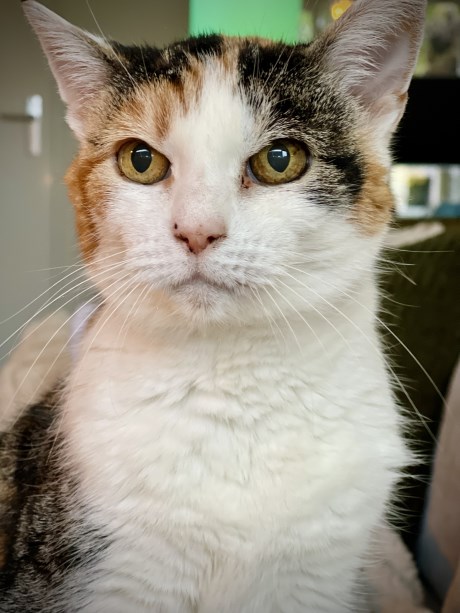 Kat Europese korthaar of huiskat