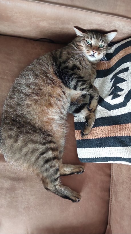 Kat Europese korthaar of huiskat