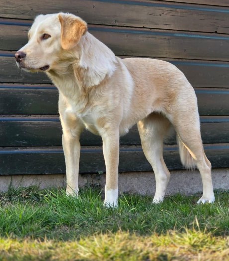 Hond Retriever