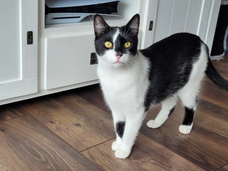 Kat Europese korthaar of huiskat