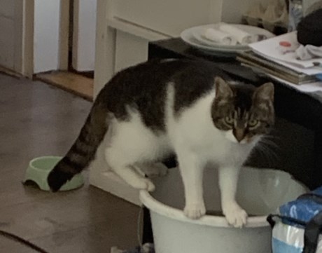 Kat Europese korthaar of huiskat