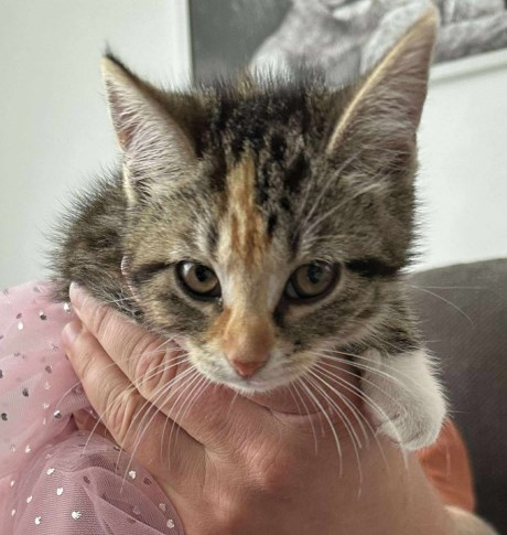 Kat Europese korthaar of huiskat